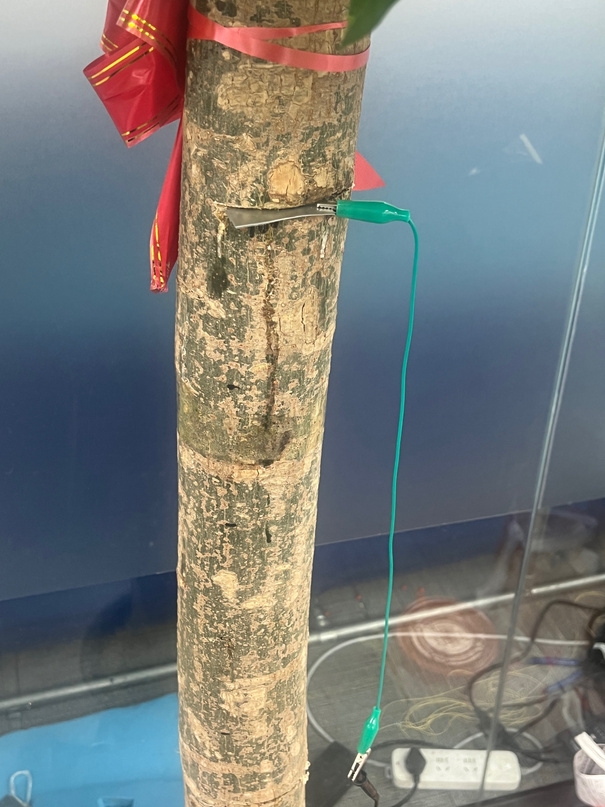 Image: Zinc Sheet (Negative Charge) inserted into tree