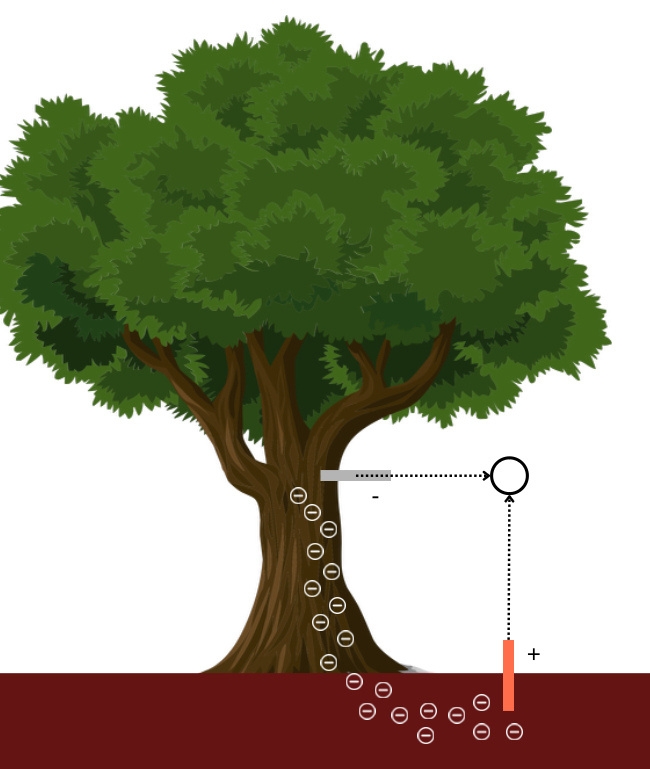 Image: Tree diagram showing MPD principle with underground root system and electrode placement